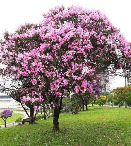 Kit 300 Sementes De Ipê + Jacarandá + Flamboyant P/ Mudas