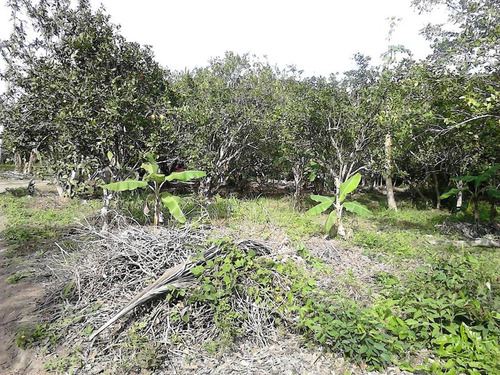Venta Finca Terreno 5000 M² En Juana Moza Tuxpan Veracruz