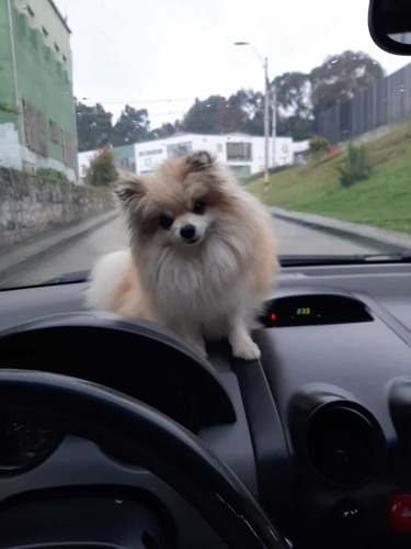 Imagen 2 de 9 de Cachorros Pomerania Mini Lulú Pomerania