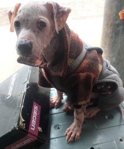 Imagen 4 de 10 de Perro Peruano Orquideas