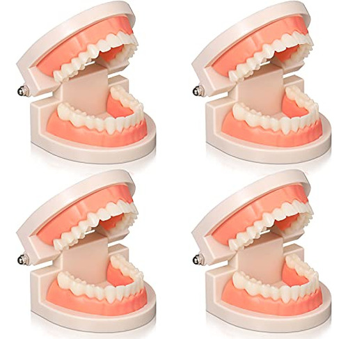 4 Pcs Dental Teeth Model Standard Teeth Models Plastic ...