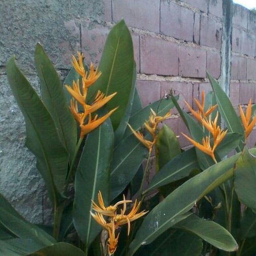 Heliconias. Plantas De Jardín