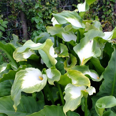 Plantas De Cala Verde