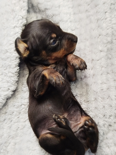 Cachorros Dachshund Salchichas Mini