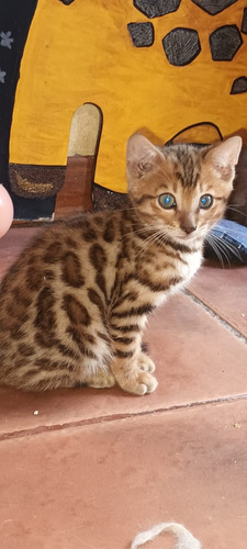 Gatos Bengal