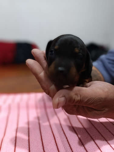 Perros Salchichas