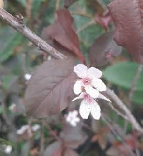 Ciruela Genovesa Arbol Grande 2,8m - E,gratis. Rosa