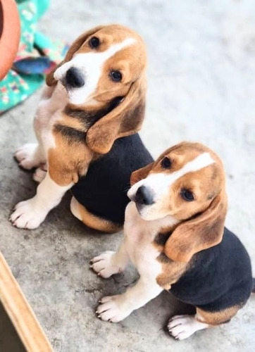 Cachorros Beagle De Dos Meses Ver Video