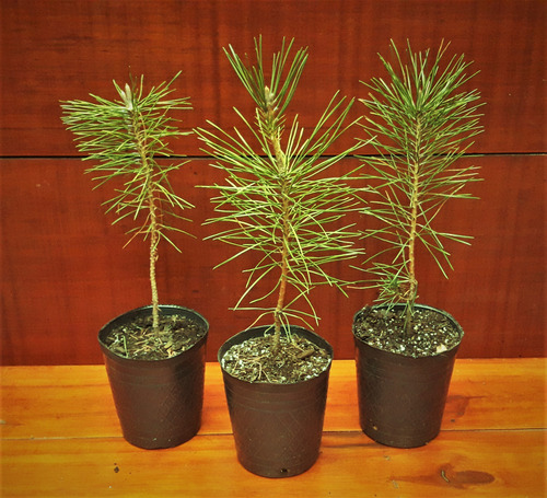 Pino Negro Japones, Pino Thumbergii. Ideal Para Bonsai