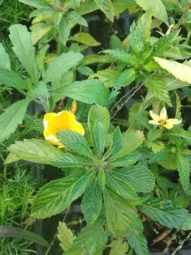 Flor Do Guaruja - Chanana -turnera Ulmifolia ( Comestível)