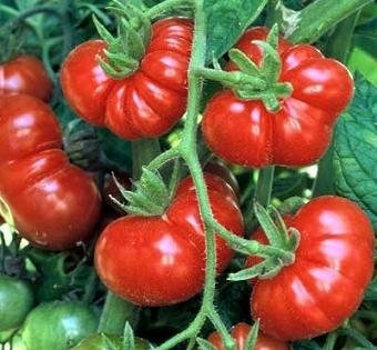 100 Semillas De Tomate Platense Argentino.