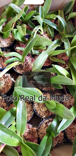 Kit 3 Orquídeas Sapatinho Paphiopedilum + Cymbidium Negro | Frete grátis