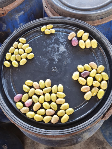 Aceitunas Y Encurtidos Por Mayor