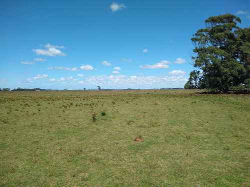 Imagen 13 de 30 de Latorre Prop Vende Campo De 34 Hectareas En Cobo