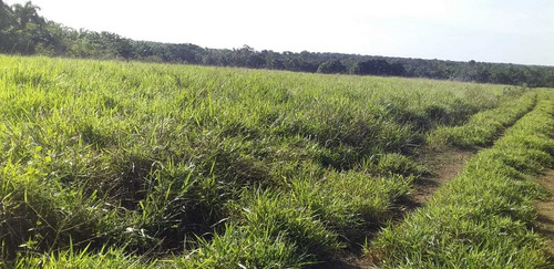 Te Vendo Excelente Finca En Monte Plata