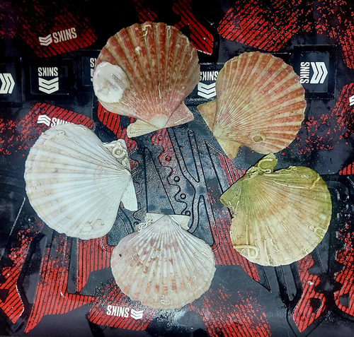 6 Caracoles Veiras Shell (8 A 10,5cm)rest Artesanias Pecera Sin Variantes (Usado)