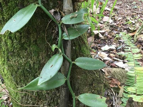 Plantas De Vainilla Enraizadas Pregunte Costo De Su Envio