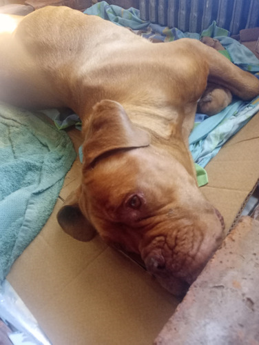Venta De Cachorros Dogo De Burdeo