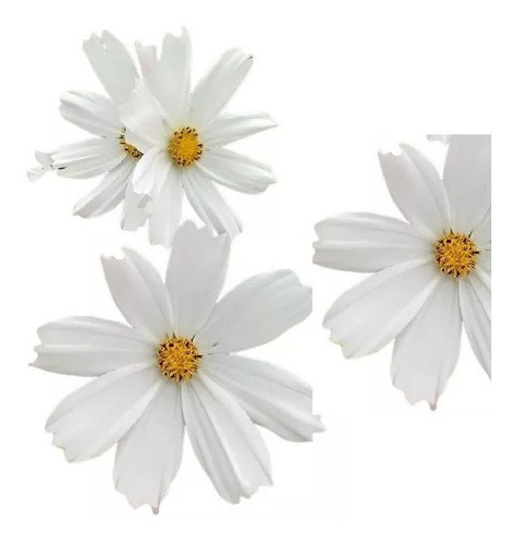 Sementes De Cosmos Branco Purity Flor P/jardim Pasto Apicola