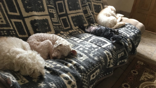 Imagem 2 de 10 de Hotel Para Cães Pequeno E Médio Porte.