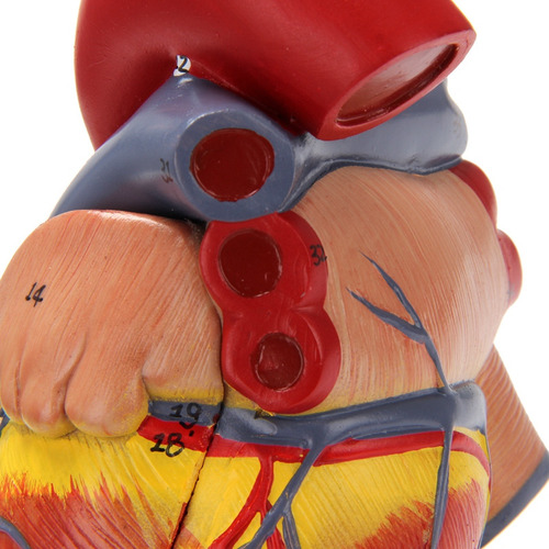 Modelo De Corazón Humano 1:1, Modelo De Corazón Anatómico