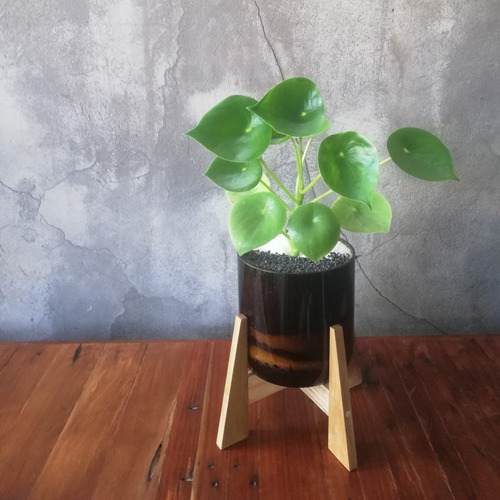 Imagen 6 de 9 de Peperomia Cuchara Little Terrario 16 Con Soporte