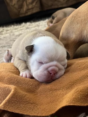 Cachorros Bulldog Inglés Con Pedigrí Kcu