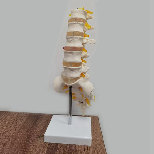 Modelo De Equipo De Enseñanza: Columna Lumbar De 5 Segmentos