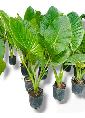 Alocasia, Planta Oreja De Elefante Grande, Mosteras, Isiflor