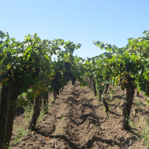 Imagen 6 de 14 de Vendo Finca 20 Hectareas Con Produccion De Viñedos Atuel Norte-san Rafael