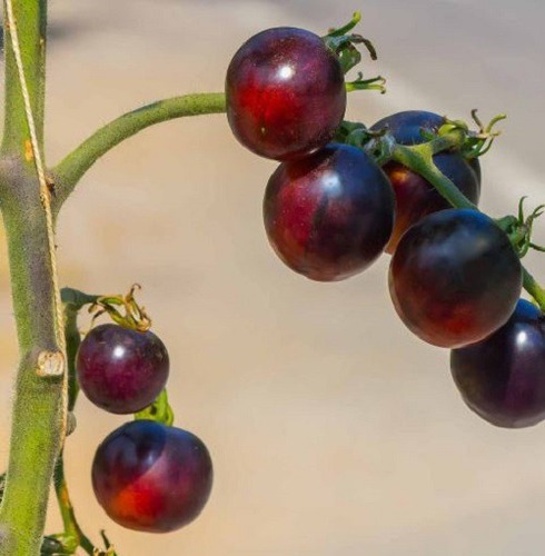 50 Semillas De Tomate Cherry Black+ Instructivo