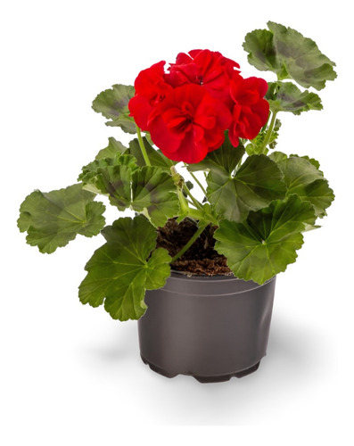 Planta Gitanillas Hojas Blancas