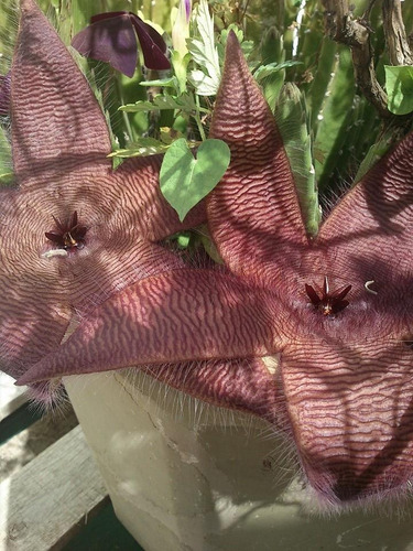  Stapelia Grandi  Flora Roja Sucu 990ps Boedo