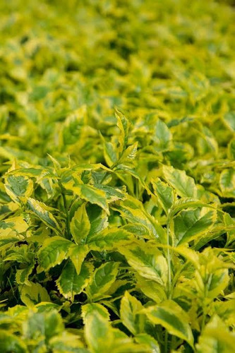 Imagen 2 de 3 de Planta Duranta Gold (leer Descripción)