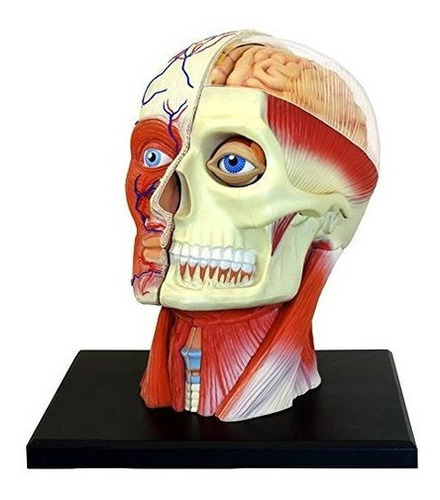 Imagen 1 de 4 de Modelo De Anatomia De La Cabeza Humana Con Vision 4d