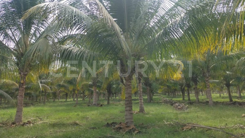 Venta De 5 Has. Sembradas Con Palma De De Coco En Coquimatlán, Colima.