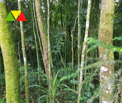 Imagem 8 de 22 de Chácara Serrinha - Ch00085 - 34982956