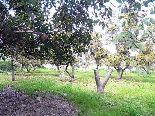 Parcela 7 Hectáreas Con Árboles Frutales, Suelo Orgánico