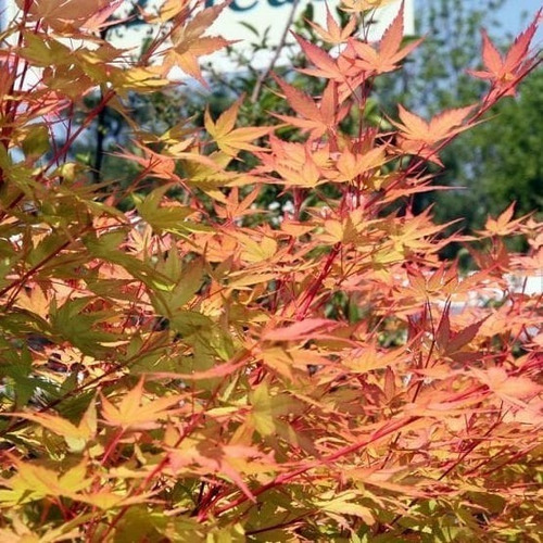 Imagen 2 de 5 de Arbol Acer Sango Kaku, Arce Japonés, Arce Enano 5lts