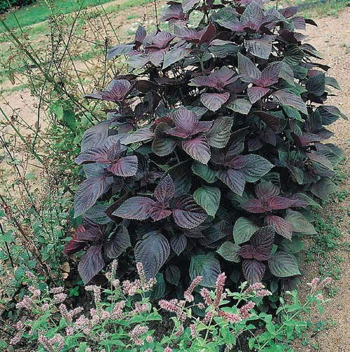 Perilla Shiso Mix - Roxa E Verde - Baby Leaf - 40 Sementes