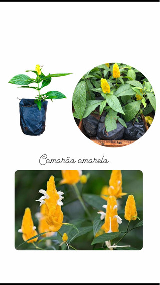 Planta Camarao Amarelo | MercadoLivre 📦