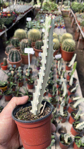 Combo Euphorbias Coleccion