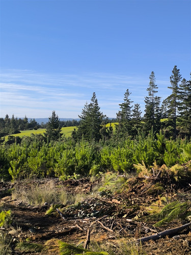 Parcelas Planas En Pichilemu, Orilla De Asfalto.