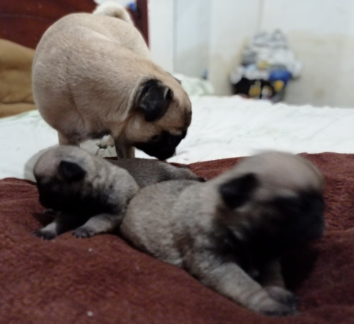 Filhotes Pug