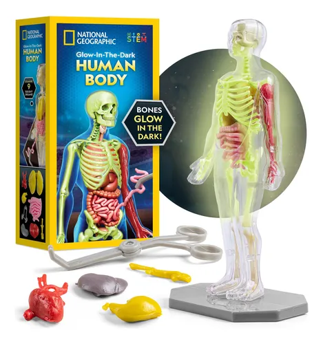 comprar Modelo Anatómico De Cuerpo Humano De National Geographic Con