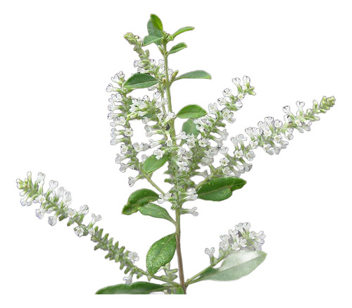 Planta Aromática Cedrón Nativo