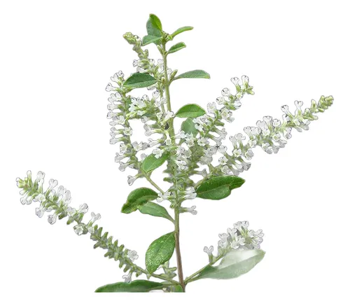 Planta Aromática Cedrón Nativo