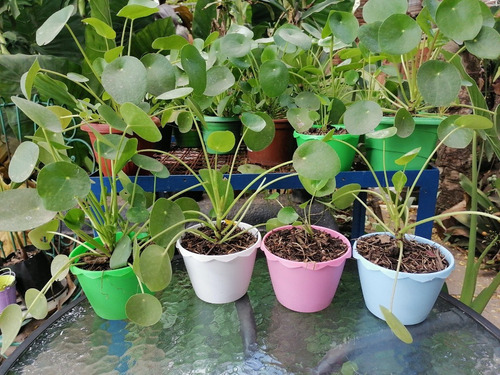 Pilea Peperomioides, Promoción Por 3 Plantas.