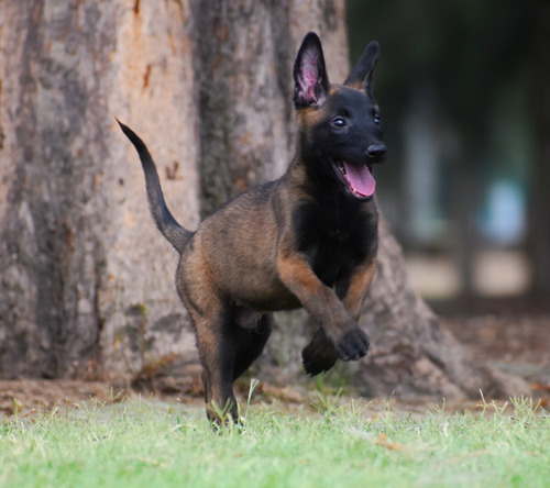 Pastor Belga Malinois Cachorro Kody Pedigree Internacional 