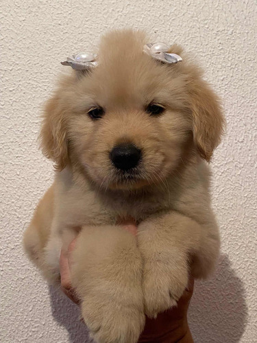 Imagem 4 de 5 de Golden Retriever